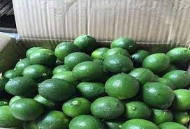 Special Item Lime Without Seed, Lime Squeezer, Green And Pale Yellow Organic Packed In Box Made In Vietnam - Image 3