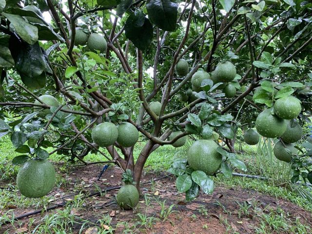 Export Standard Fresh Pomelo Fruit Natural Nutritious Green Skin Sweet Pomelo Grapefruit - Image 3