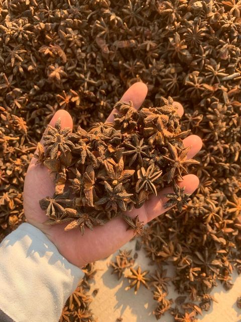 Factory Wholesale Low Price Star Anise Best Quality Star Aniseed Dried Star Anise Spices for Tea Cooking Decoration - Image 5