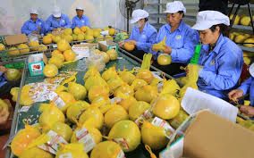 High Quality Honey Pomelo Fruit Fresh Citrus Fruit Red Pomelo Sweet Taste Yellow Pomelo Organic VietNam Export Fruit - Image 5