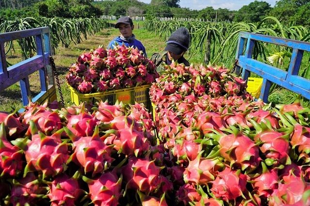 High-Quality Fresh Dragon Red/ White Flesh Fruit/ Pitaya Competitive Price - Image 5