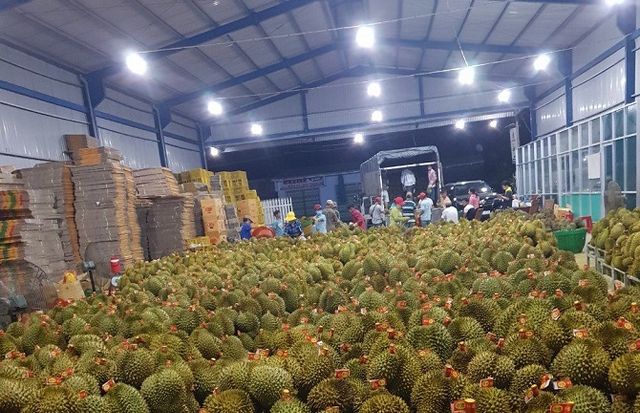Best Selling Frozen Fresh Ri6/Monthong Durian in Vietnam 2023/ Competitive Price Frozen Fresh Durian – product photo 5, product detail gallery