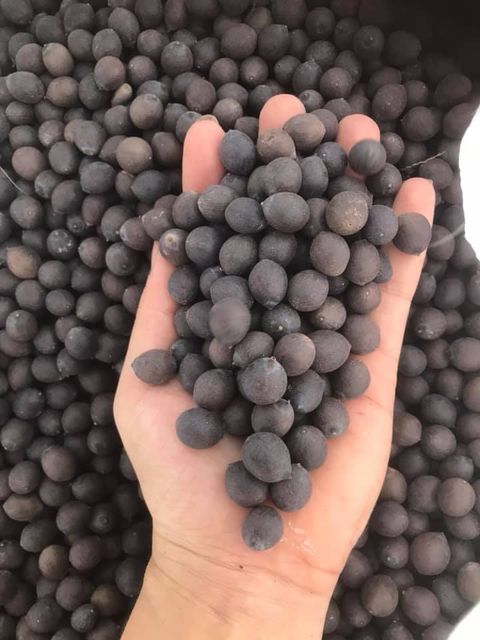 Vietnam lotus seeds excellent quality with the lowest prices Shelf Life 2 Model Number 01 Address Vietnam Content lotus - Image 3