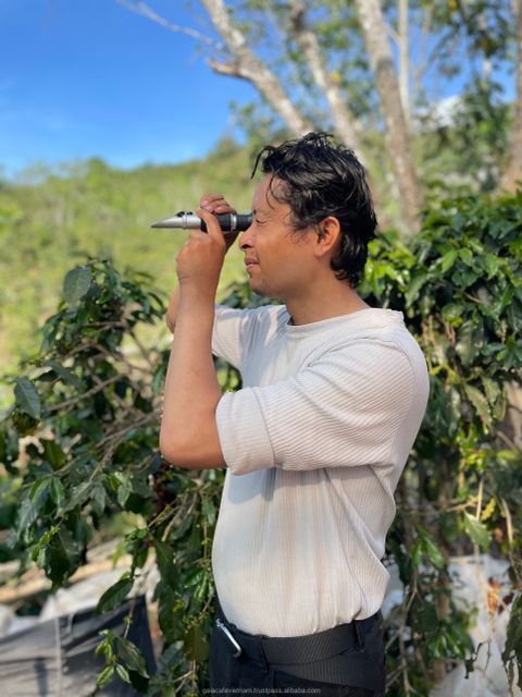 Green Robusta Coffee Beans Premium Quality Screen 16 Honey Processing Long Shelf Life Vietnamese Single Origin - Image 5