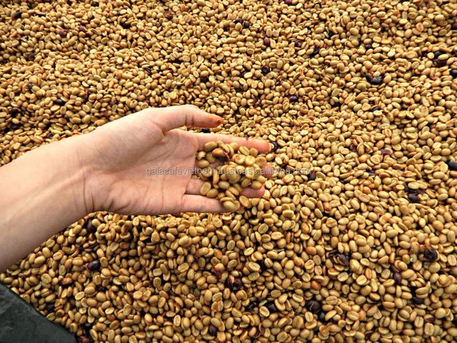 Arabica Green Coffee Beans Vietnamese Export Quality Processing on Demands Arabica Raw Coffee Beans Bulk Bag Packaging - Image 5