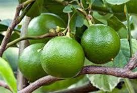 Special Item Lime Without Seed, Lime Organic, Lemon Fruit Lime Fruit Packed In Box Made In Vietnam - Image 4