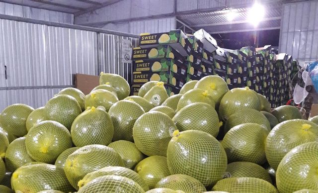 Wholesale for fresh citrus fruit fresh pomelo fruit HOT SALE Grade A Style Fresh Content N/A Type Grapefruit Model Number - Image 5