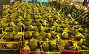 The Best Fresh Durian , Tropical Fruit, Vietnam Export products to China, Thailand, Malaysia, Turkey Durian Fruit Malaysia - Image 4