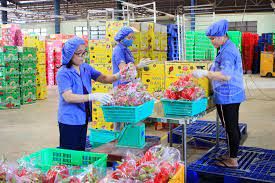 The Best Fresh Tropical Fruit Of Vietnam Organic Fruit Dry Fruit Frozen Dragon Fruit The Fruit For Heathy - Image 5