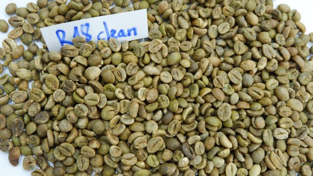 Vietnam Robusta Green Coffee Beans - High Quality Robusta Coffee good price by Vietnam exporters seasoning – product photo 3, product detail gallery