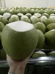Cool Coconuts Water Coconut Green Coconut Packing Box Fresh Coconut From Vietnam - Image 5
