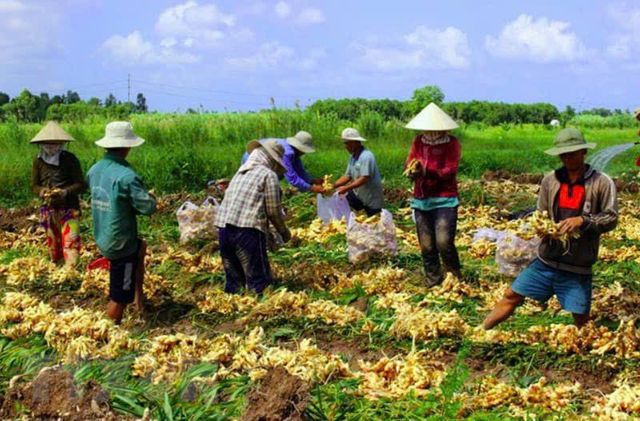 Good Quality Ginger Keep Dry Or Refrigerated Old Organic Packed In Box , Dried Ginger To Thailand, Turkey, UAE, Dubai - Image 3