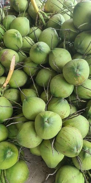 Fresh Young Coconuts Special Product With High Quality And Best Price In Vietnam - Image 4