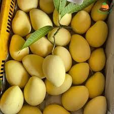 The New Fresh Mango Fruit Organic Packed In Box Vietnam Manufacturer VietNam Export Products Fresh Green Mango - Image 4