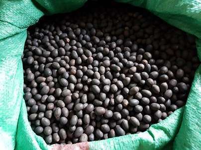 Vietnam dried lotus flower seeds cheapest prices highest quality - Image 5