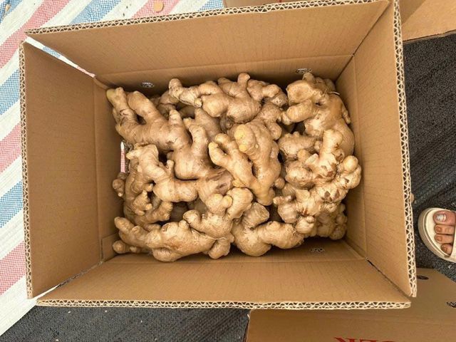 Good Quality Ginger Keep Dry Or Refrigerated Old Organic Packed In Box , Dried Ginger To Thailand, Turkey, UAE, Dubai - Image 4