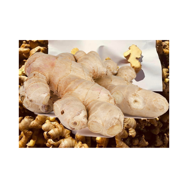 Ginger Export All Size Raw Fresh Using For Food Haccp Customized Packing Vietnam Manufacturer - Image 5