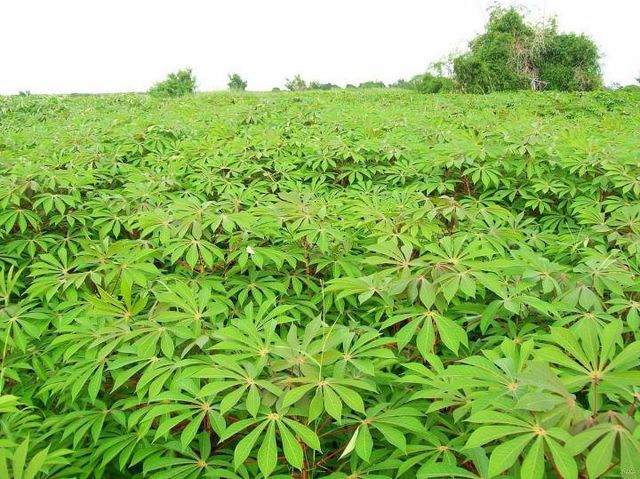 Wholesale Cheap Price OEM Organic Sliced Frozen Cassava Frozen Cassava Leaf High Quality best price for Export - Image 5