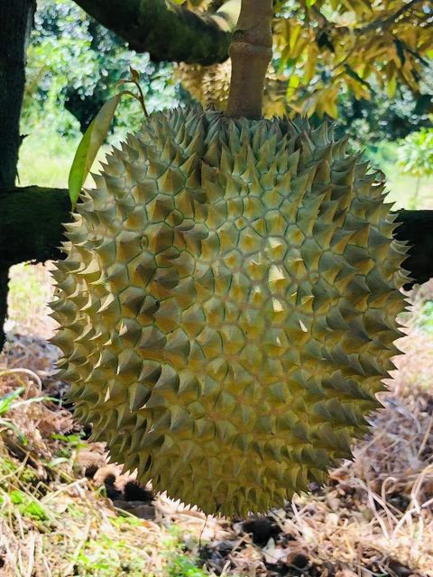 Wholesaler Fresh Durian Monthong, Fresh durians , Fresh Fruit For Sale Organic Packed In Box Vietnam Manufacturer - Image 3