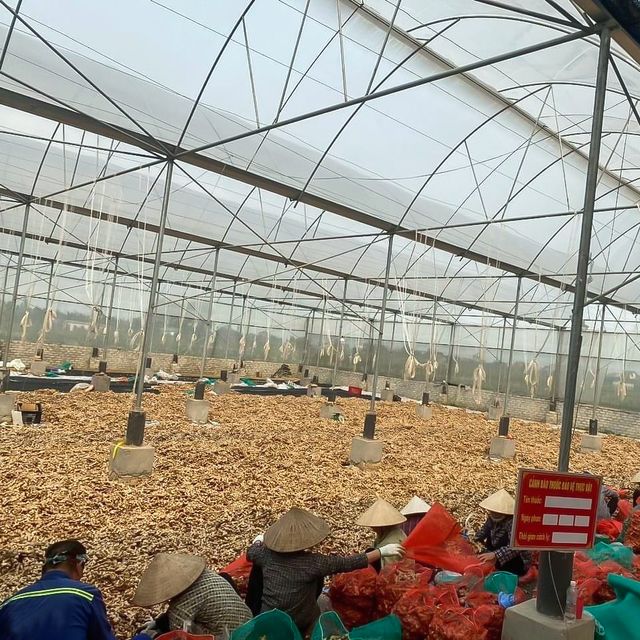 New 2023 Crop Vietnam Fresh Ginger Vietnam Spices Old Ginger Exporter Ready For Delivery OEM - Image 3