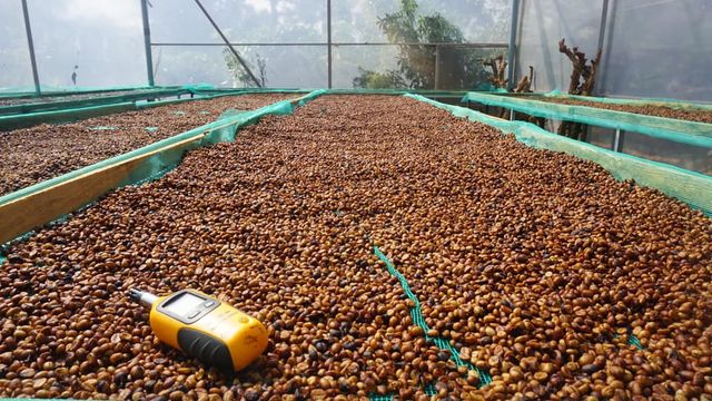 Robusta Raw Coffee Beans High Quality Screen 16 Honey Process Vietnamese Single Origin Long Shelf Life in 60kg Jute bags - Image 3