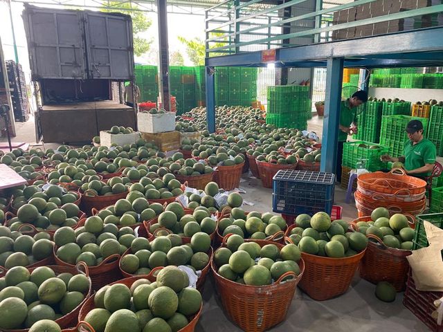 BEST PRICE FOR PREMIUM FRESH GREEN SKIN POMELO GRAPEFRUIT EXPORT FROM VIETNAM STANDARD ISO GLOBAL - Image 5