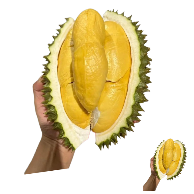 The Best Fresh Durian , Tropical Fruit, Vietnam Export products to China, Thailand, Malaysia, Turkey - Image 3