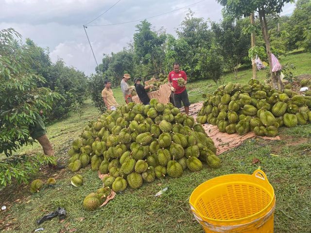 Wholesaler Fresh Durian Monthong Fresh Durians Organic Packed In Box Vietnam Manufacturer, King Durian - Image 4
