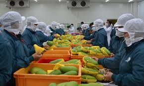 High Quality Fresh Mango Fresh Fruit Frozen Fruits Fresh Mangos Packing Box In VietNam Export Fruit - Image 2