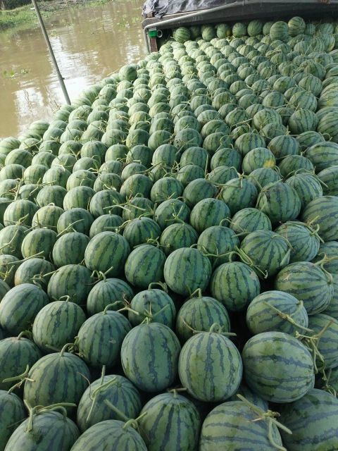 High quality Water Melon Natural Fruit Fresh Watermelon Vietnam Manufacturing - Image 3