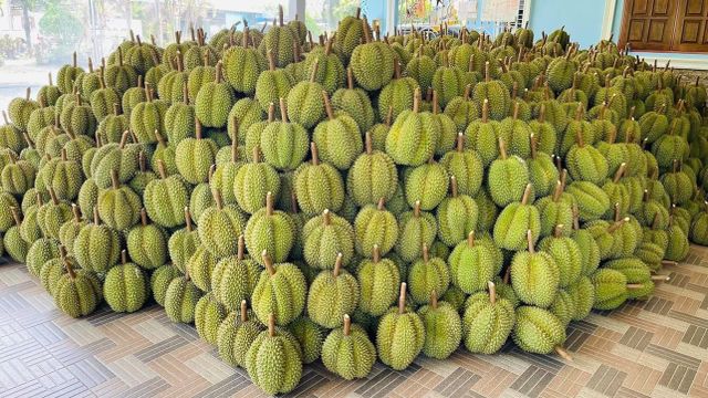 Wholesaler Fresh Durian Monthong Fresh Durian, Flesh Durians For Sale Organic Packed In Box Vietnam Manufacturer - Image 5