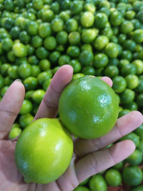 Vietnam High quality Seedless Lime lemon Cheap Price On The Market - Image 2