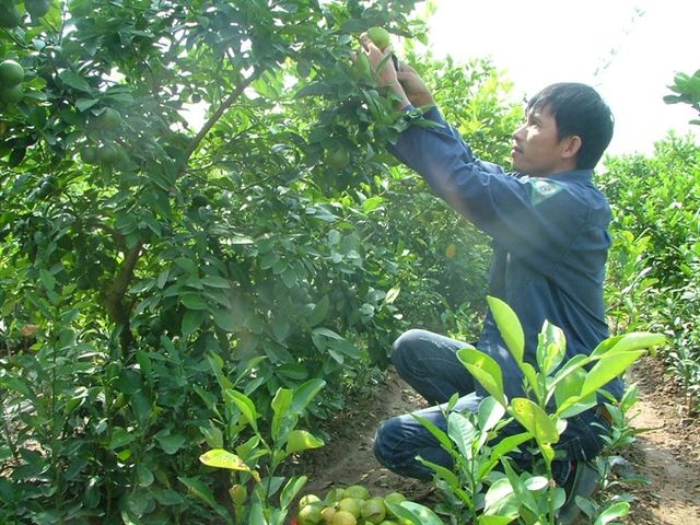BEST SELLING Wholesale Top Quality Fresh VIETNAMESE Green Lime/ Lemon cheap price wholesale/ Seedless Lime Fresh Lemon - Image 4