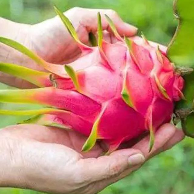 BEST PROMOTION FOR HIGH QUALITY FRESH WHITE DRAGON FRUIT FROM VIETNAM FARM - Image 3