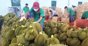 The Best Fresh Durian , Tropical Fruit, Fresh Durian Fruit, Vietnam Export Products, Bangladesh, Turkey, India, China - Image 5