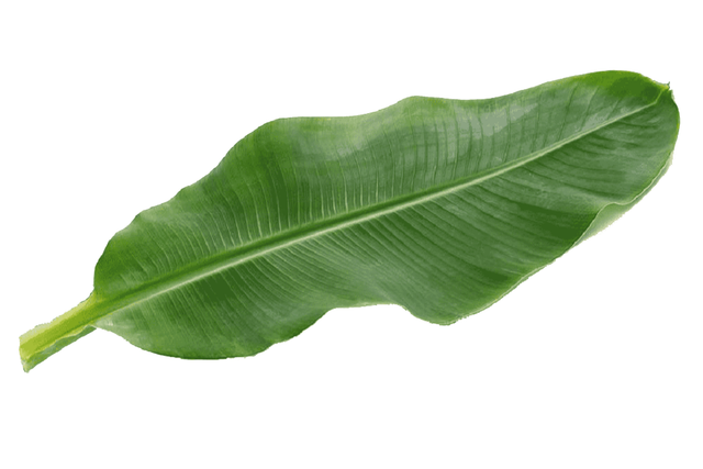 VIETNAM BANANA LEAF SUPPLIER - HIGH-QUALITY EXPORTER - Image 3