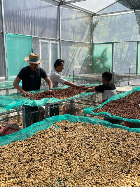 Traditional Robusta Vietnamese Coffee Buon Me Thuot Beans Honey Process Premium Quality Long shelf-Life - Image 4