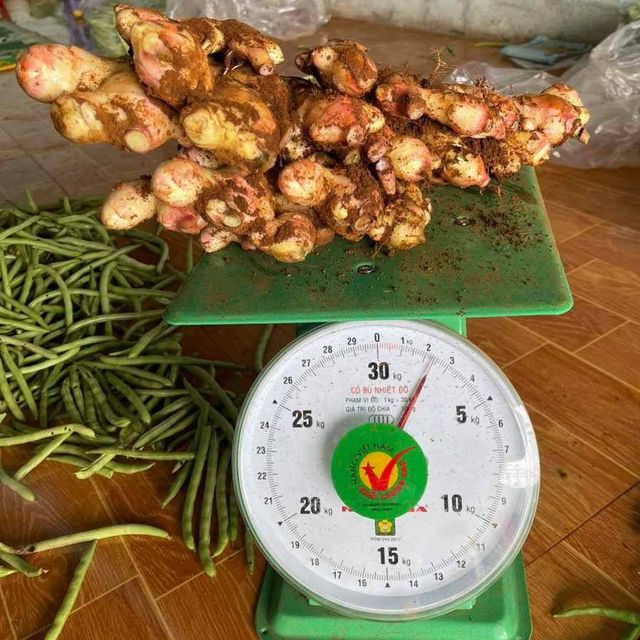 New 2023 Crop Vietnam Fresh Ginger Vietnam Spices Old Ginger 250g Ready For Delivery OEM Service - Image 3