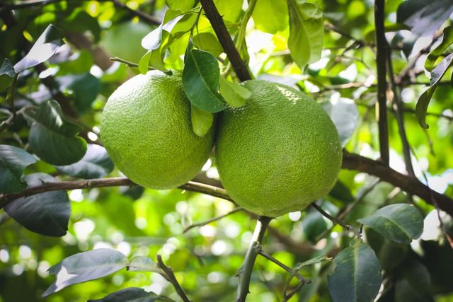 High Quality Vietnamese Pomelo Green Skin Pink Flesh - Image 3