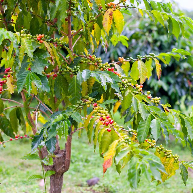 Premium Quality Roasted Arabica Coffee Beans Wholesale Organic Green Premium Grade 60 Kg 18 COMMON Cultivation - Image 3