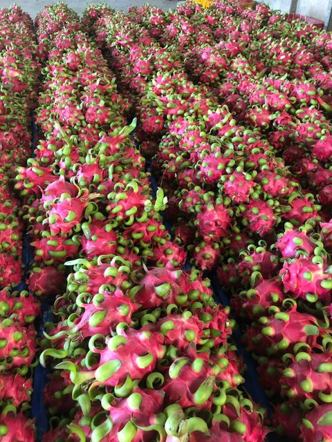 Vietnam Fresh Dragon Fruit/ Wholesale Pitaya Fruit Vietnam/Very Cheap Price Red Dragon Fruit WhatsApp +84 96 871 5470 – product photo 5, product detail gallery