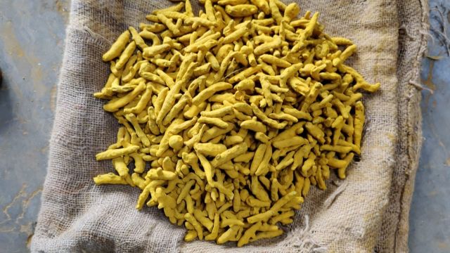 Finger Turmeric Organic fresh turmeric Premium High Quality From Vietnam The Best Price Wholesale 2023 - Image 3