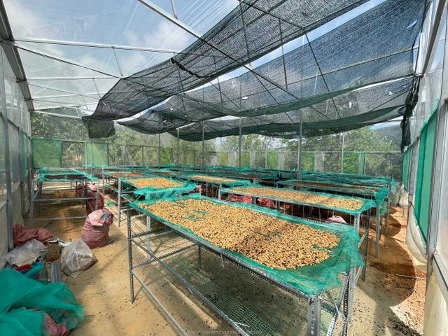 Green Robusta Coffee Beans Premium Quality Screen 16 Honey Processing Long Shelf Life Vietnamese Single Origin - Image 4