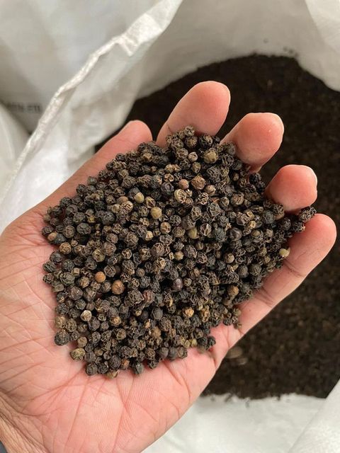 Best Quality k Pepper Factory Price Best Herbs and Spice Ingredient Pepper 580mc - Image 3