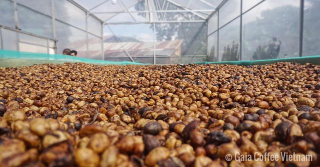Robusta Raw Coffee Beans High Quality Screen 16 Honey Process Vietnamese Single Origin Long Shelf Life in 60kg Jute bags - Image 4
