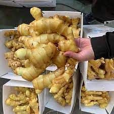 Special Item Ginger Keep Dry Or Refrigerated Old Organic Packed In Box Made In Vietnam Fresh Vegetables - Image 5