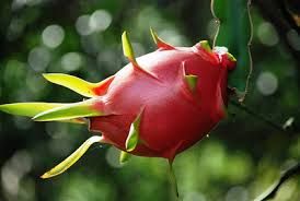 High Quality Pitaya Fruit Keep Dry Or Refrigerated Organic White And Red Dragon Fruit Packed In Box Vietnam Manufacturer - Image 5