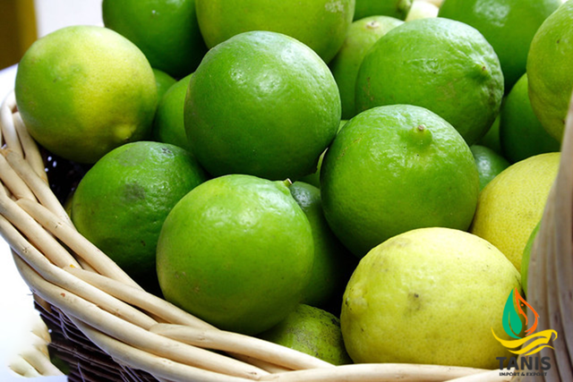 Natural Fresh Green Seedless Lime Premium quality Lemon from Vietnam with international standards and good for health - Image 5