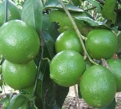 Special Item Lime Without Seed, Lime Organic, Lemon Fruit Lime Fruit Packed In Box Made In Vietnam - Image 5