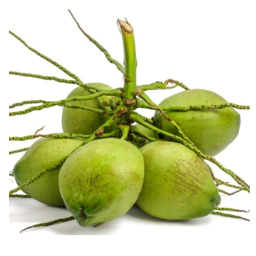 Fresh young coconut Brix 7 - 9 high quality origin Ben Tre Viet Nam export products 100% natural sweet coconut - Image 3